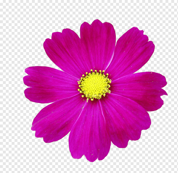 Картинка цветок на прозрачном фоне с большой серединкой