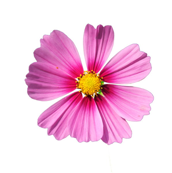 Цветок космея клипарт