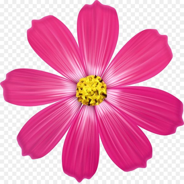 Космея на белом фоне