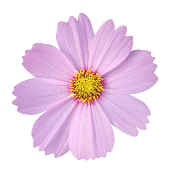 Эстетика космея одна на белом фоне