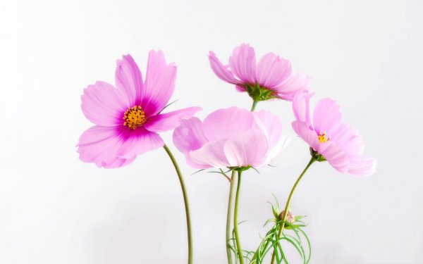 Веточка космеи