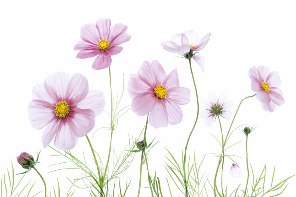 Белые полевые цветы