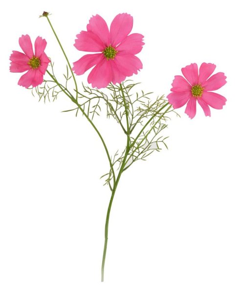 Космея на белом фоне