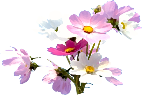 Космея цветок на белом фоне