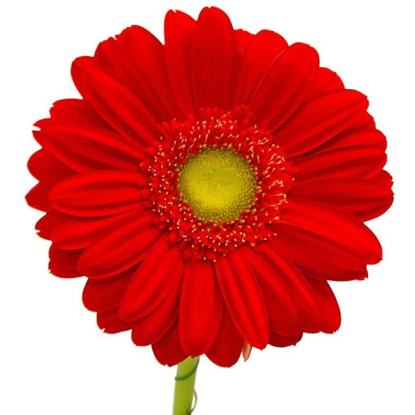 Гербера мини Изабель