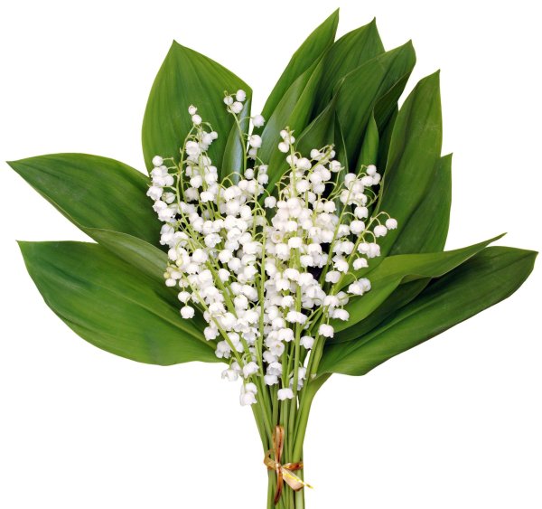 Букет ландышей