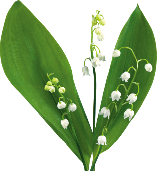 Ландыш Майский на белом фоне