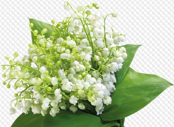 Букет ландышей на белом фоне