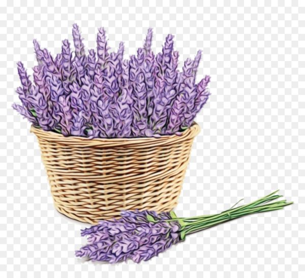 Лаванда на белом фоне