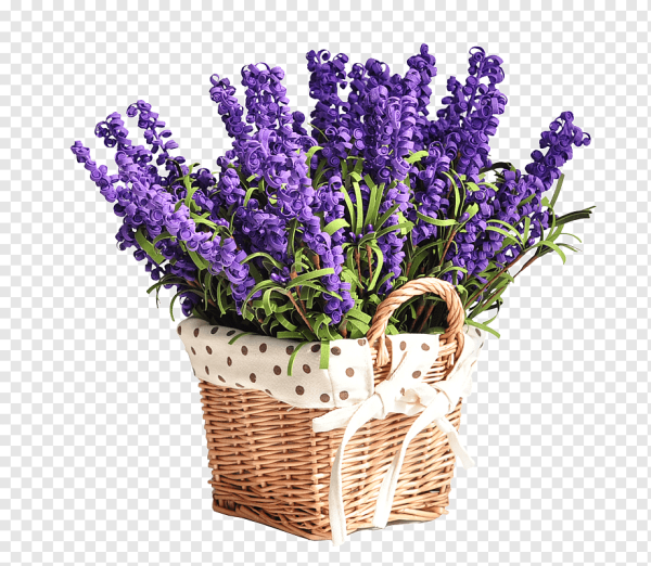 Лаванда цветок