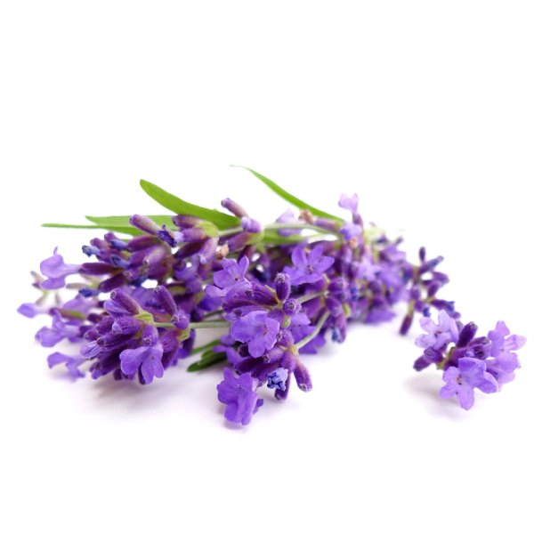 Лаванда на белом фоне