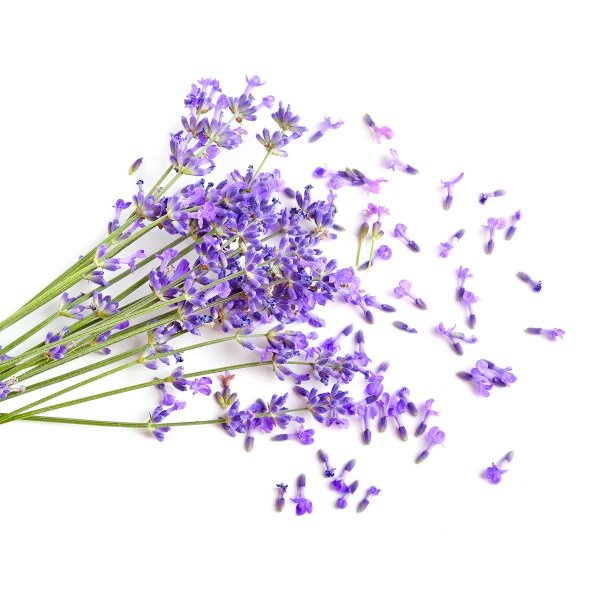 Лаванда лепестки вектор