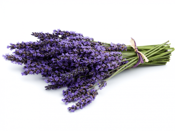 Лаванда Фармсправка