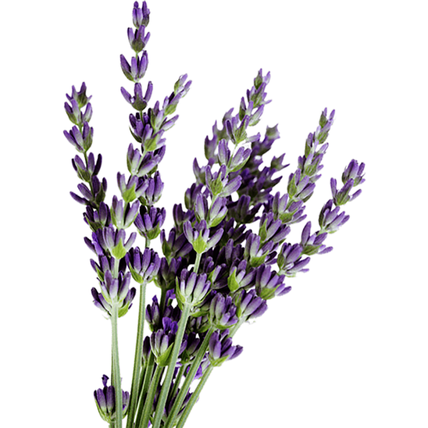 Веточка шалфея