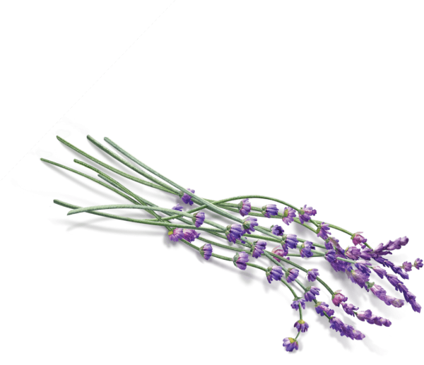 Транспарент Лаванда