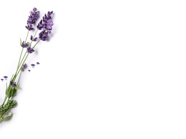 Вербена сухоцвет