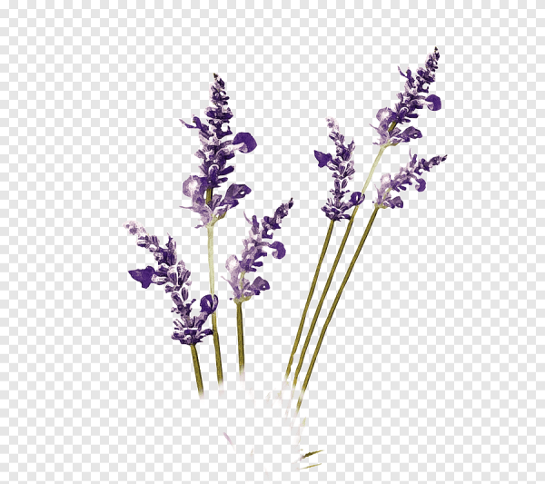 Лаванда без фона