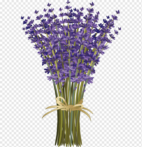 Лаванда стебель