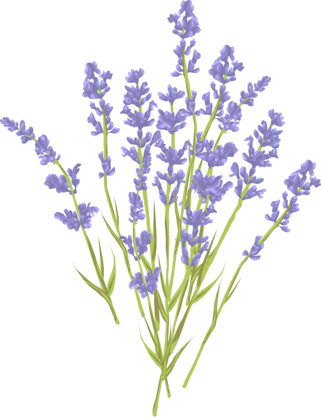 Веточка лаванды
