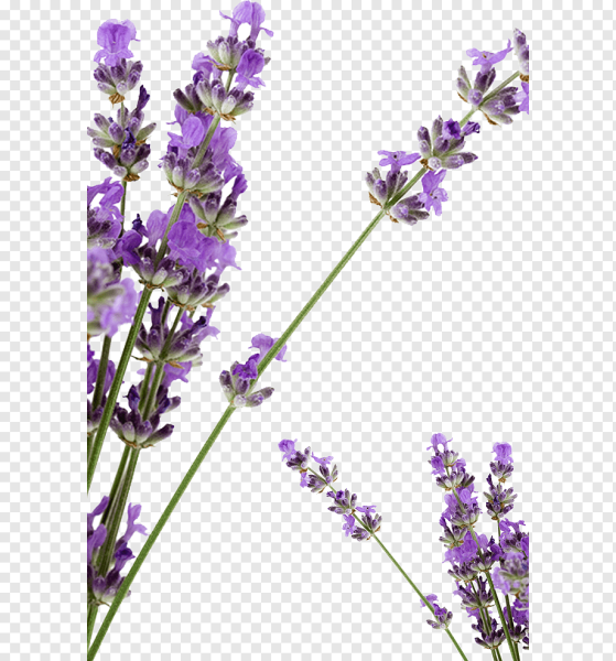 Транспарент Лаванда