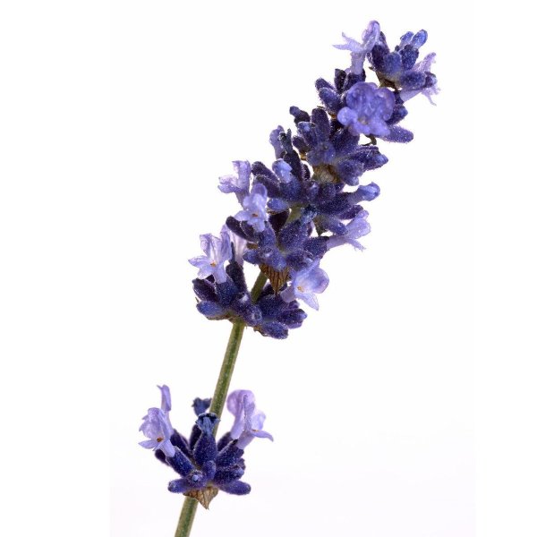 Lavandula angustifolia Flower Water