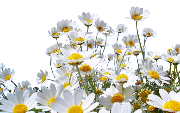 Ромашка на прозрачном