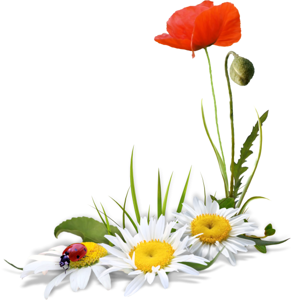 Летние цветы на прозрачном фоне