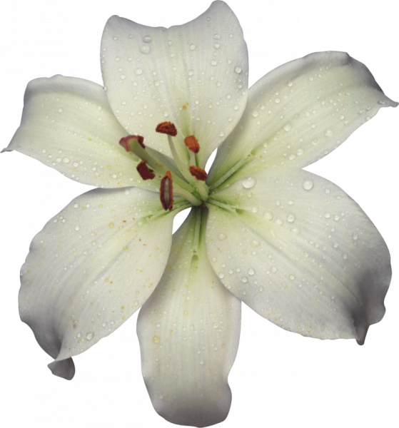 Лилия белая