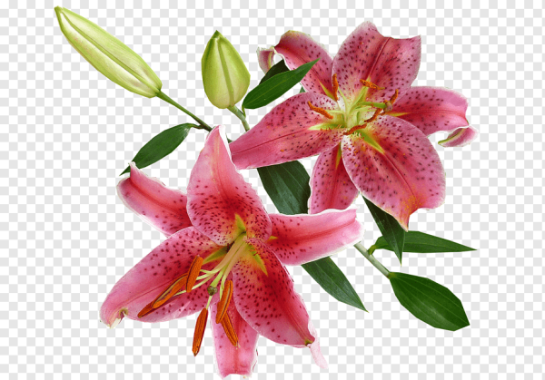 Лилии на прозрачном фоне