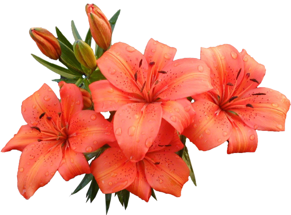 Фон Сардаана сибэкки