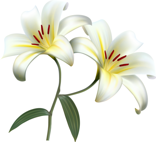 Лилии на белом фоне