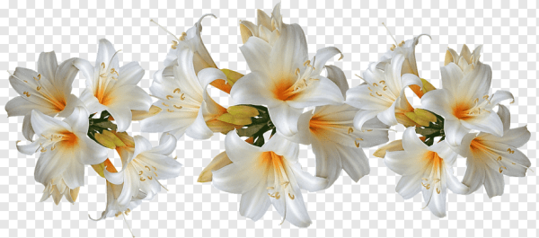 Белые лилии на белом фоне