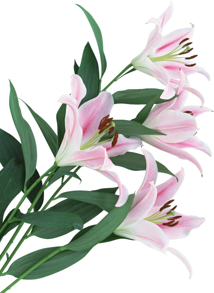Цветок лилии на белом фоне