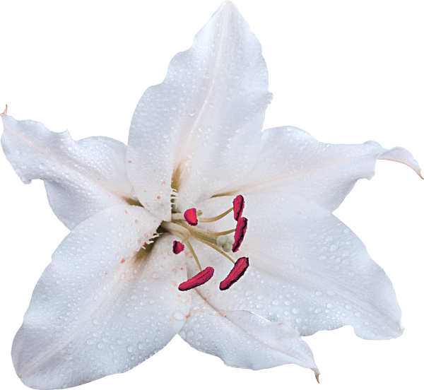 Белые лилии