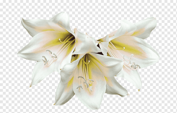 Белая Лилия на прозрачном фоне