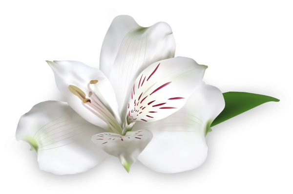 Вайт Роуз Лилия