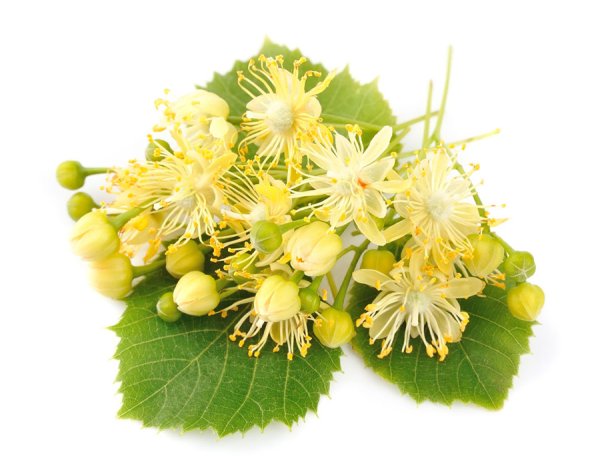 Цветочки липы