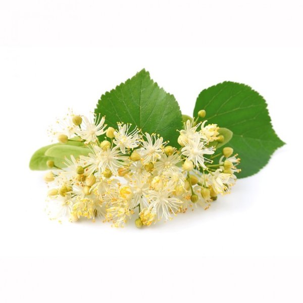 Липа на белом фоне