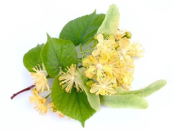 Цветы липы на белом фоне