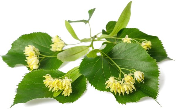 Липа мелколистная на белом фоне