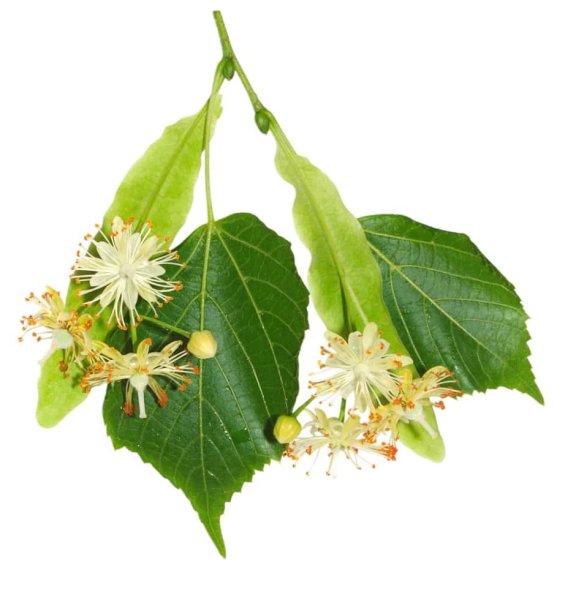 Липа цветки