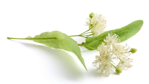 Цветы липы без фона