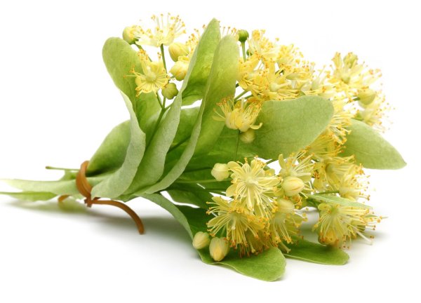 Jent 30 гр – Linden Blossom (липа)