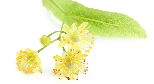 Цветы липы на белом фоне