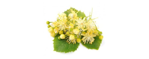 Цветы липы на белом фоне