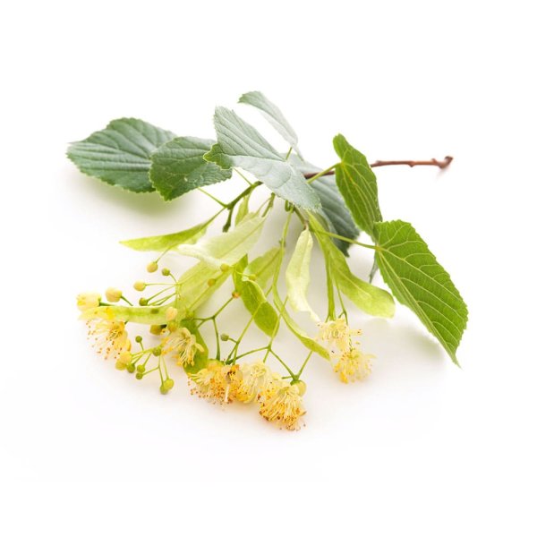 Ветка липы на белом фоне