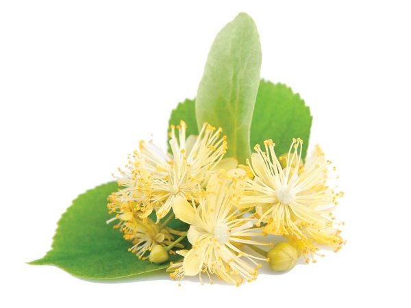 Tilia cordata Flower extract
