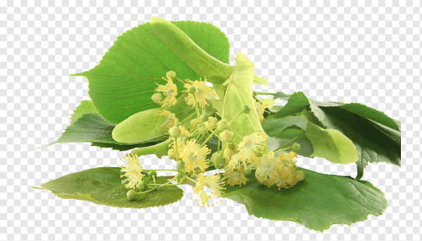 Цветы липы без фона