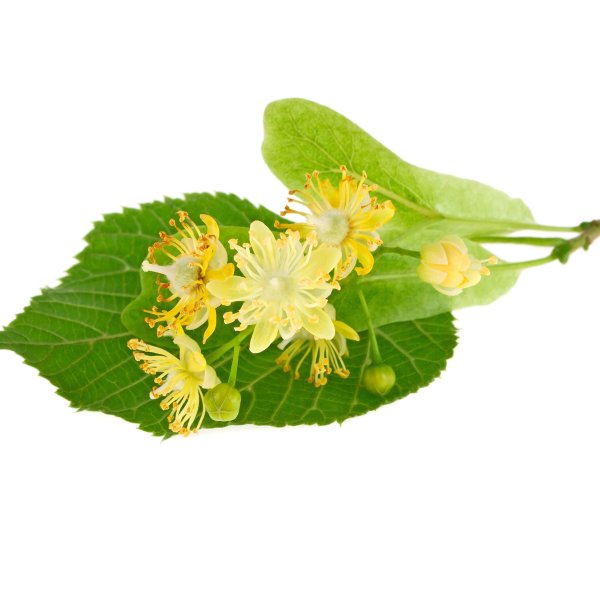 Липа (соцветия), 40 гр.