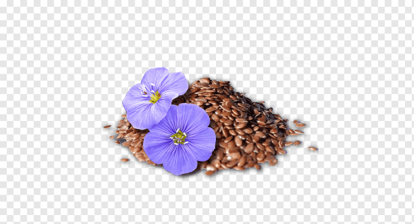 Семена льна вектор